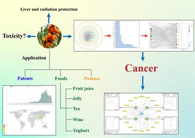 Research progress on antitumor effects of sea buckthorn, a traditional Chinese medicine homologous to food and medicine
